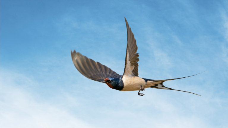 Hirondelle