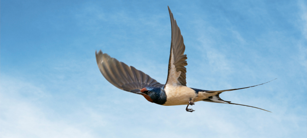 Hirondelle