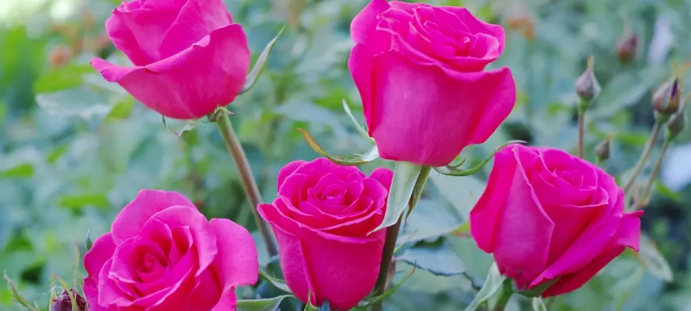 clerc aux cinq roses