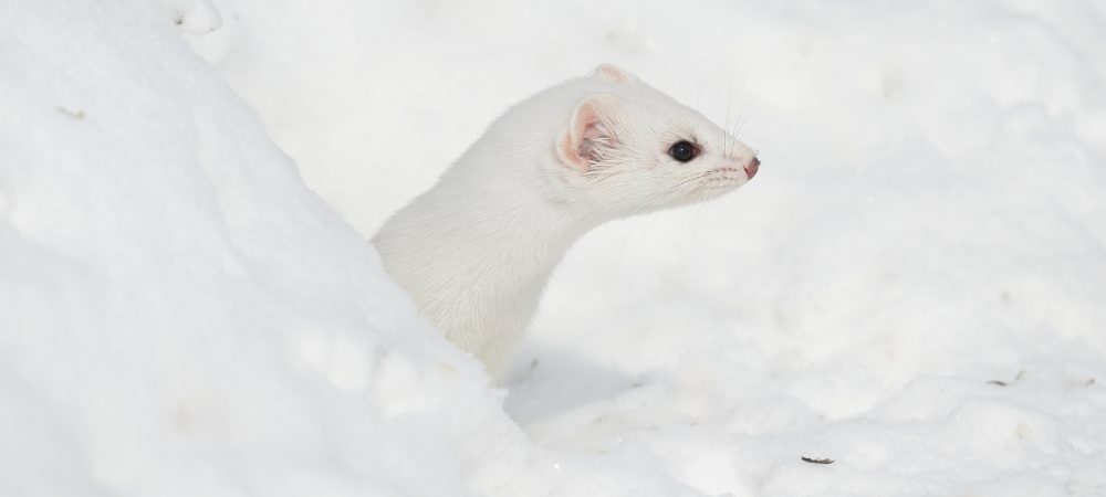 ermine