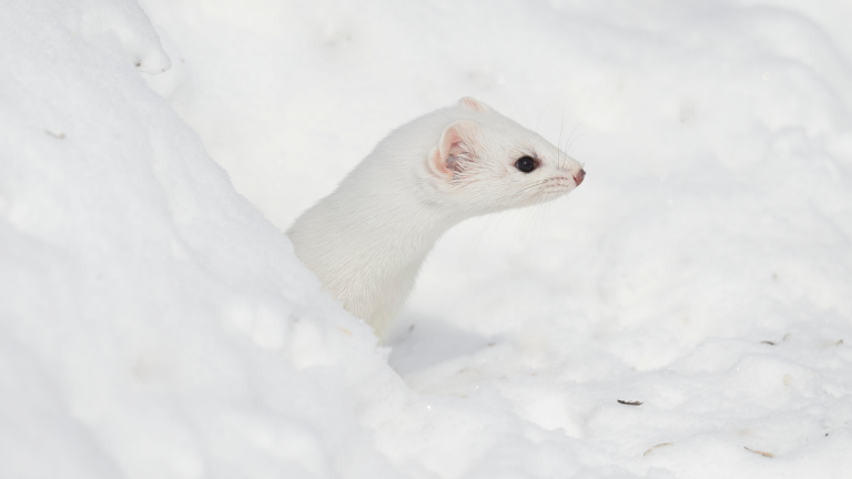 ermine
