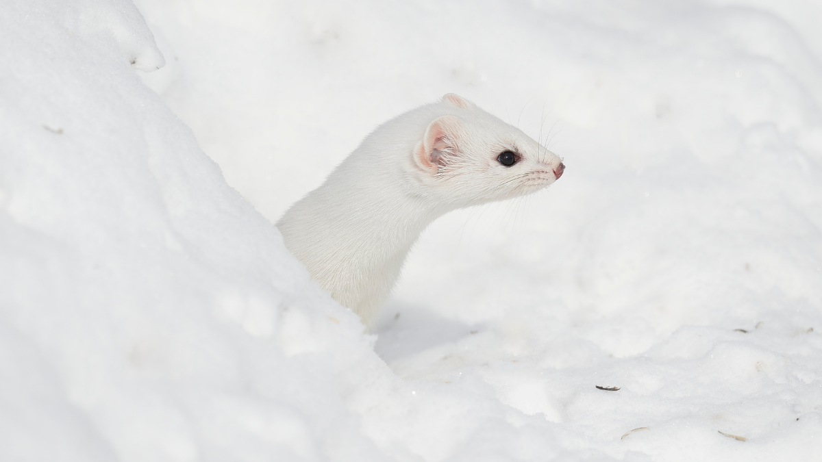 ermine