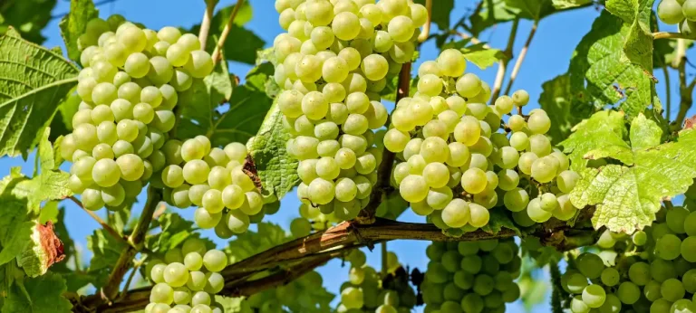 Avoir un cœur pur, c’est porter du fruit